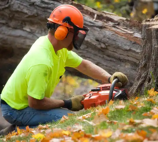 tree services Bolivar